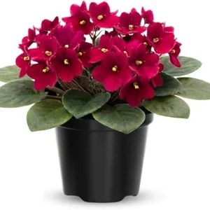 African Violet Live Plant – 4 Inch Pot – Red Flowering Houseplant – Easy Care Indoor - Image 1