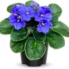 African Violet Live Plant - Blue Blooms, 4-inch Pot, Easy Care Houseplant - Image 1