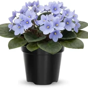 African Violet Live Plant - Light Blue, 4 Inch Pot, Flowering Houseplant - Image 5