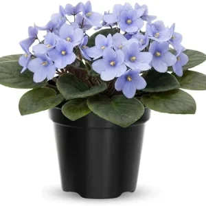 African Violet Live Plant - Light Blue, 4 Inch Pot, Flowering Houseplant - Image 6