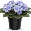 African Violet Live Plant - Light Blue, 4 Inch Pot, Flowering Houseplant - Image 1