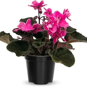 African Violet Live Plant - Pink Flowering Houseplant in 4-Inch Pot - Image 6
