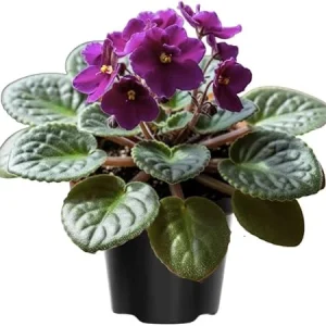 African Violet Live Plant – Purple Flowering Houseplant in 4 Inch Pot – Easy Care Indoor - Image 5