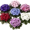 African Violet Live Plant – Random Color – 4-7 inches Tall – 4 inch Pot – Indoor Flowering Houseplant - Image 1