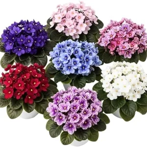 African Violet Live Plant – Random Color – 4-7 inches Tall – 4 inch Pot – Indoor Flowering Houseplant - Image 3