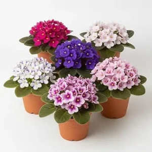 African Violet Live Plant – Random Color – 4-7 inches Tall in 4 inch Pot – Indoor Houseplant - Image 3