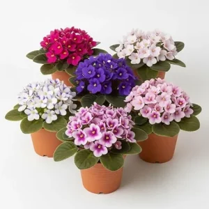 African Violet Live Plant – Random Color – 4-7 inches Tall in 4 inch Pot – Indoor Houseplant - Image 1