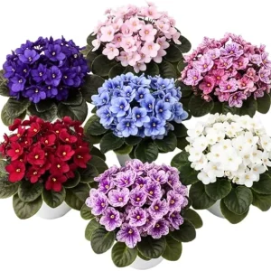 African Violet Live Plant – Random Color – 4-7 inches Tall – 4 inch Pot – Indoor Flowering Houseplant - Image 4