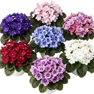 African Violet Live Plant – Random Color – 4-7 inches Tall – 4 inch Pot – Indoor Flowering Houseplant - Image 5