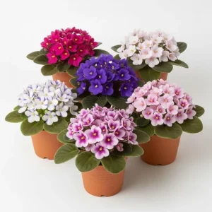 African Violet Live Plant – Random Color – 4-7 inches Tall in 4 inch Pot – Indoor Houseplant - Image 6