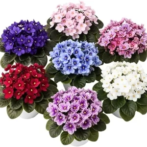 African Violet Live Plant – Random Color – 4-7 inches Tall – 4 inch Pot – Indoor Flowering Houseplant - Image 7
