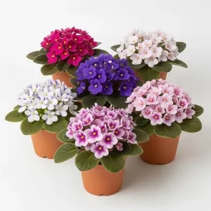 African Violet Live Plant – Random Color – 4-7 inches Tall in 4 inch Pot – Indoor Houseplant - Image 7