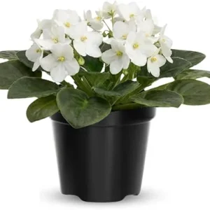 African Violet Live Plant - White Flowering Houseplant in 4 Inch Pot - Image 5