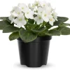 African Violet Live Plant - White Flowering Houseplant in 4 Inch Pot - Image 1