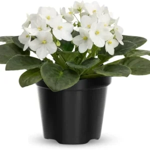 African Violet Live Plant - White Flowering Houseplant in 4 Inch Pot - Image 7
