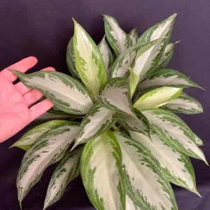 Aglaonema Silver Bay Live Plant, Variegated Chinese Evergreen, 6 inch pot - Image 2