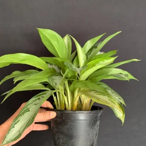 Aglaonema Silver Bay Live Plant, Variegated Chinese Evergreen, 6 inch pot - Image 4