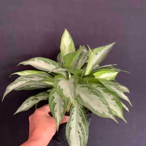 Aglaonema Silver Bay Live Plant, Variegated Chinese Evergreen, 6 inch pot - Image 5