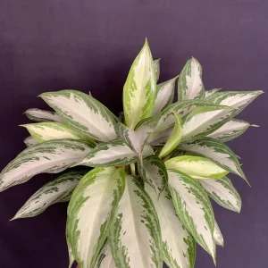 Aglaonema Silver Bay Live Plant, Variegated Chinese Evergreen, 6 inch pot - Image 6