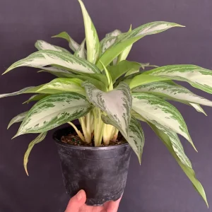 Aglaonema Silver Bay Live Plant, Variegated Chinese Evergreen, 6 inch pot - Image 7