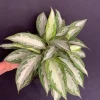 Aglaonema Silver Bay Live Plant, Variegated Chinese Evergreen, 6 inch pot - Image 1