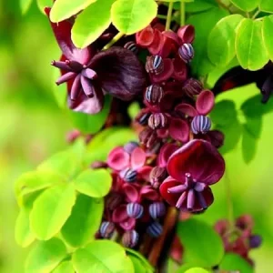 Akebia Quinata Chocolate Vine Live Plant – Perennial Vine – 2.5 Inch Pot – Outdoor - Image 4