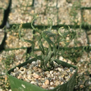 Albuca Bruce-Bayeri Live Plant – Corkscrew Albuca Succulent – 4 Inch Pot - Image 2