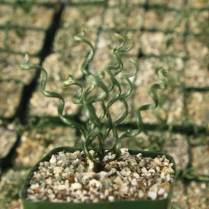 Albuca Bruce-Bayeri Live Plant – Corkscrew Albuca Succulent – 4 Inch Pot - Image 3