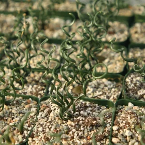 Albuca Bruce-Bayeri Live Plant – Corkscrew Albuca Succulent – 4 Inch Pot - Image 4