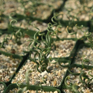 Albuca Bruce-Bayeri Live Plant – Corkscrew Albuca Succulent – 4 Inch Pot - Image 5