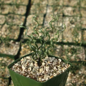 Albuca Bruce-Bayeri Live Plant – Corkscrew Albuca Succulent – 4 Inch Pot - Image 1