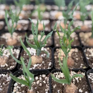Albuca Concordiana Live Plant - Curly Grass Succulent - 2.5 inch Pot - Image 1