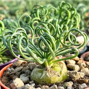 Albuca Spiralis 'Frizzle Sizzle' Live Plant - 2.5 Inch Pot - Unique Succulent Houseplant - Image 2