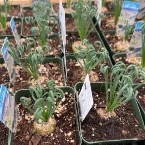 Albuca Spiralis Live Plant Frizzle Sizzle Succulent 4-6 inch Pot Indoor - Image 2