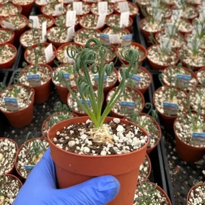 Albuca Spiralis Live Plant Frizzle Sizzle Succulent 4-6 inch Pot Indoor - Image 3