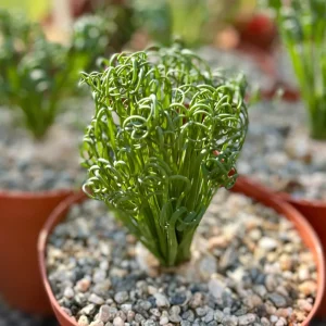 Albuca Spiralis Live Plant Frizzle Sizzle Succulent 4-6 inch Pot Indoor - Image 7