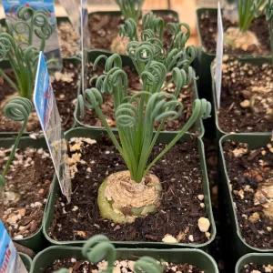 Albuca Spiralis Live Plant Frizzle Sizzle Succulent 4-6 inch Pot Indoor - Image 1