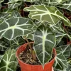 Alocasia Amazonica Live Plant – African Mask Houseplant – 4 inch Pot - Image 1