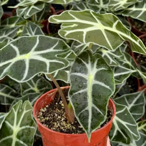 Alocasia Amazonica Live Plant – African Mask Houseplant – 4 inch Pot - Image 1
