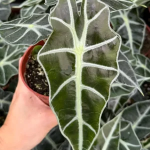 Alocasia Amazonica Live Plant – African Mask Houseplant – 4 inch Pot - Image 2