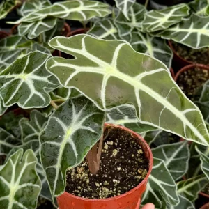 Alocasia Amazonica Live Plant – African Mask Houseplant – 4 inch Pot - Image 3