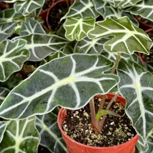 Alocasia Amazonica Live Plant – African Mask Houseplant – 4 inch Pot - Image 4