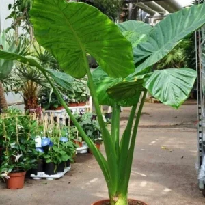 Alocasia Calidora Live Plant – 24 inch Tall Elephant Ear Houseplant – Indoor/Outdoor Tropical - Image 1