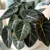 Alocasia Live Plant - Rare Glossy Houseplant 4-8'' Tall - Indoor - Image 1
