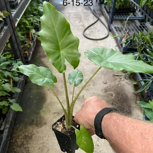Alocasia 'Portora' Elephant Ear Live Plant - 12in Tall Indoor/Outdoor Tropical Cold Hardy - Image 2