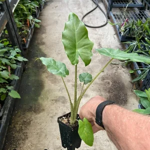 Alocasia 'Portora' Elephant Ear Live Plant - 12in Tall Indoor/Outdoor Tropical Cold Hardy - Image 3