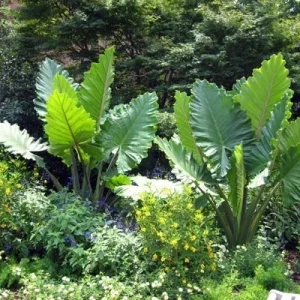Alocasia 'Portora' Elephant Ear Live Plant - 12in Tall Indoor/Outdoor Tropical Cold Hardy - Image 4