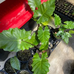 Alocasia Portora Elephant Ear Live Plant – Tropical Indoor/Outdoor – Cold Hardy – 24 inch - Image 3