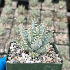 Aloe Erinacea Live Plant – Hedgehog Succulent – 4 inch pot – Indoor/Outdoor - Image 3