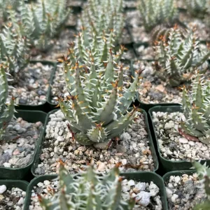 Aloe Erinacea Live Plant – Hedgehog Succulent – 4 inch pot – Indoor/Outdoor - Image 4